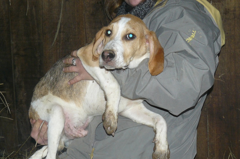 recherche fa avec asso pour croiss beagle,males et femelles dans le 47! P1100514