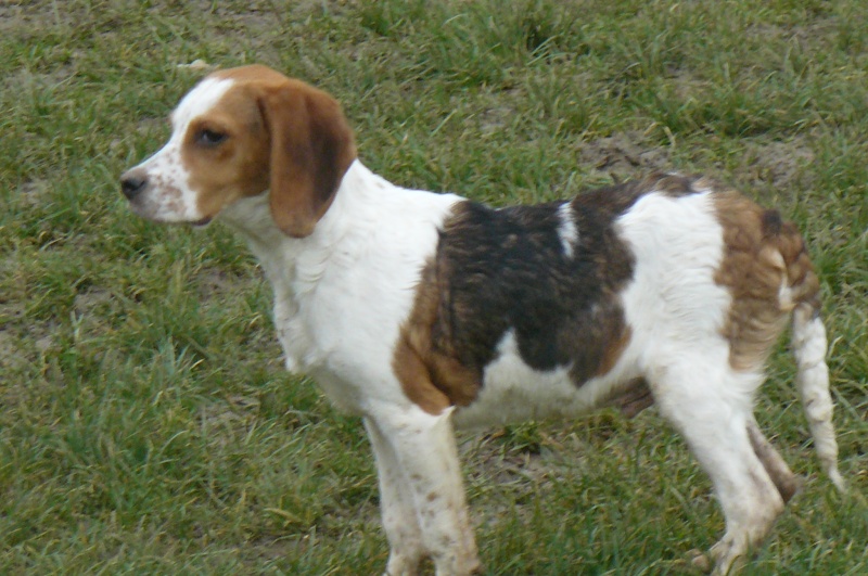 recherche fa avec asso pour croiss beagle,males et femelles dans le 47! P1100610