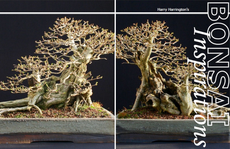 New Bonsai Book: Bonsai Inspirations Bi_cov10