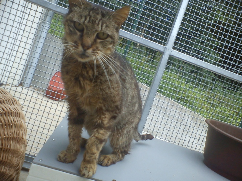 URGENT ! CLEMENTINE  née en 1999 - SPA FORBACH (Moselle 57) Clemen14