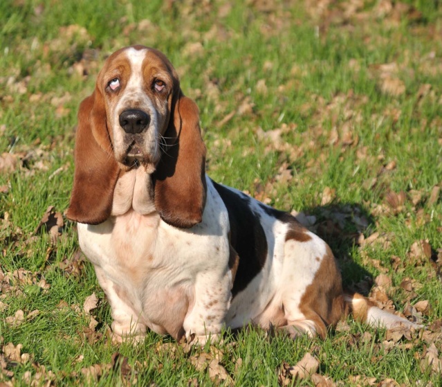 Nos chats, chiens, serpents, perroquets... 6_balk10