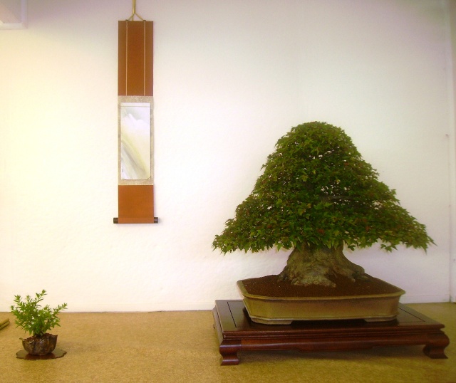 Greenwood Bonsai Studio, Bonsai Bash 2012 Pict2411