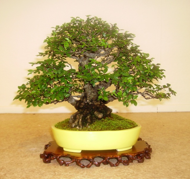 Greenwood Bonsai Studio, Bonsai Bash 2012 Pict2415