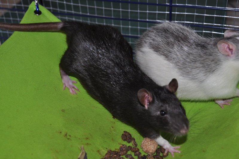 FA de deux rats mâles Noir Irish et Noir hooded Dsc_0116