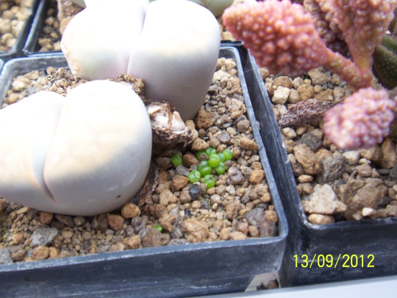 Lithops Aussaat, ganz einfach!? Bild_992