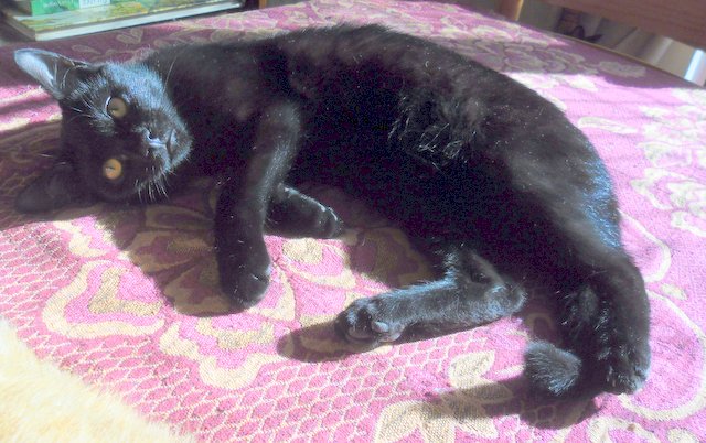 Hestia, chatonne noire, née début avril 2012 - Page 2 Sam_0610