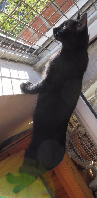 Hestia, chatonne noire, née début avril 2012 - Page 2 Sam_0611