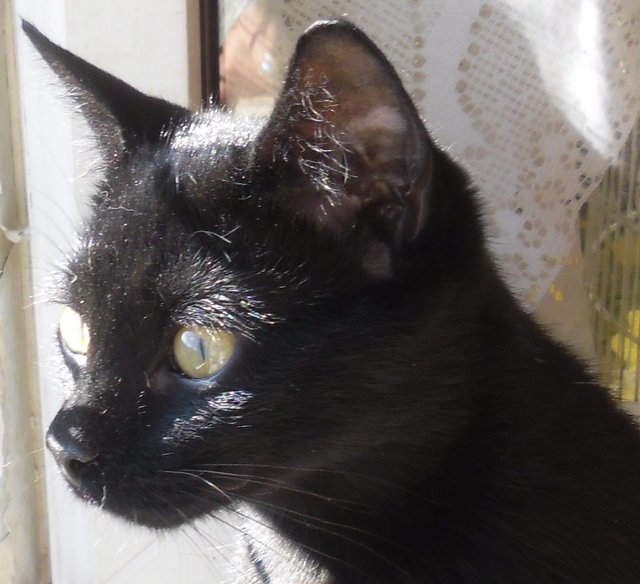 Hestia, chatonne noire, née début avril 2012 - Page 2 Sam_0613