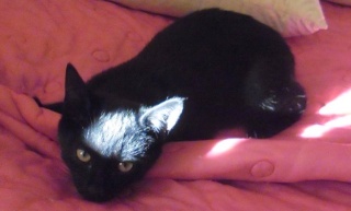 Hestia, chatonne noire, née début avril 2012 Sam_2710