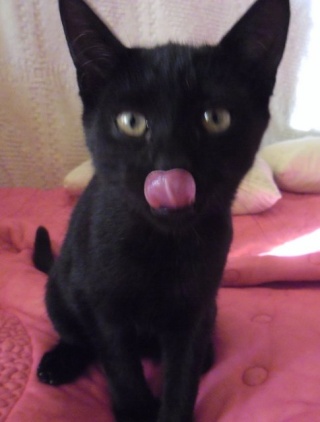 Hestia, chatonne noire, née début avril 2012 Sam_2711