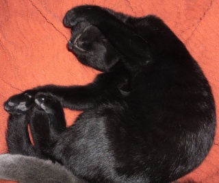 Hestia, chatonne noire, née début avril 2012 Sam_3610