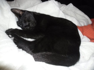 Hestia, chatonne noire, née début avril 2012 Sam_4636