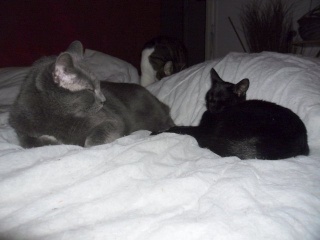 Hestia, chatonne noire, née début avril 2012 Sam_4716