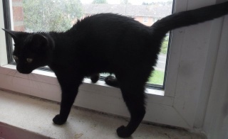 Hestia, chatonne noire, née début avril 2012 Sam_4823