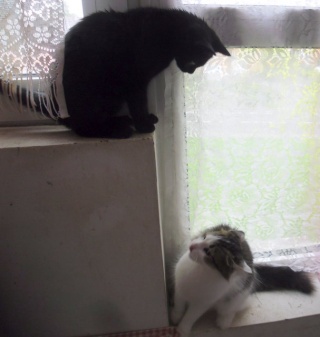 Hestia, chatonne noire, née début avril 2012 Sam_4825