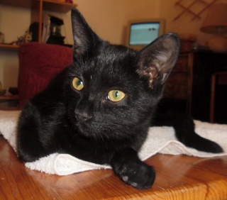 Hestia, chatonne noire, née début avril 2012 Sam_5113