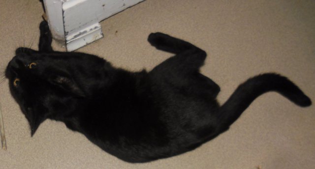 Hestia, chatonne noire, née début avril 2012 Sam_5227