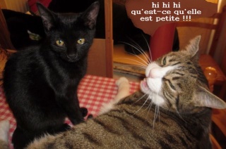 Hestia, chatonne noire, née début avril 2012 Sam_5314