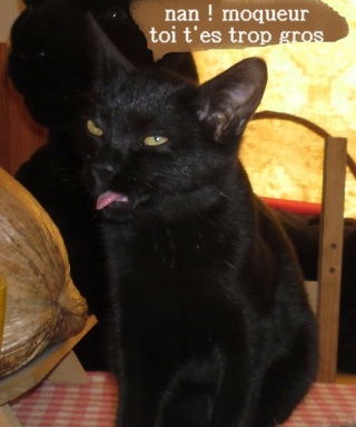 Hestia, chatonne noire, née début avril 2012 Sam_5315