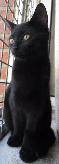Hestia, chatonne noire, née début avril 2012 Sam_5412