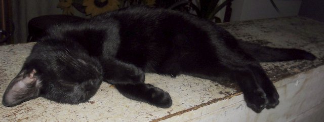 Hestia, chatonne noire, née début avril 2012 Sam_5819