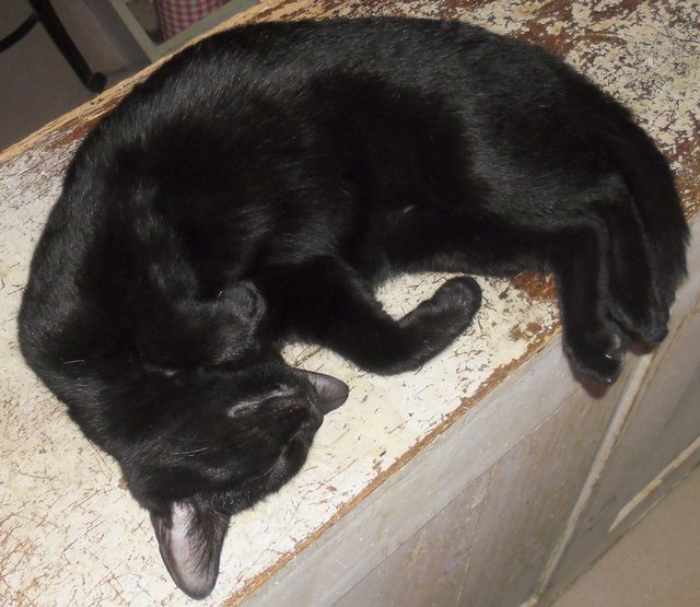 Hestia, chatonne noire, née début avril 2012 Sam_5820