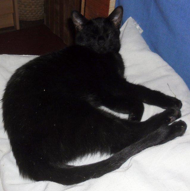 Hestia, chatonne noire, née début avril 2012 Sam_7811