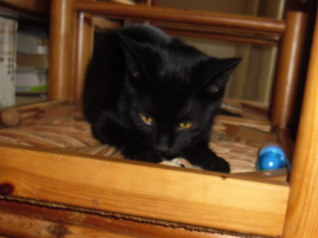 Hestia, chatonne noire, née début avril 2012 Sam_8217