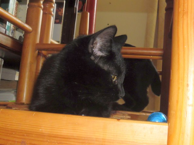Hestia, chatonne noire, née début avril 2012 Sam_8218