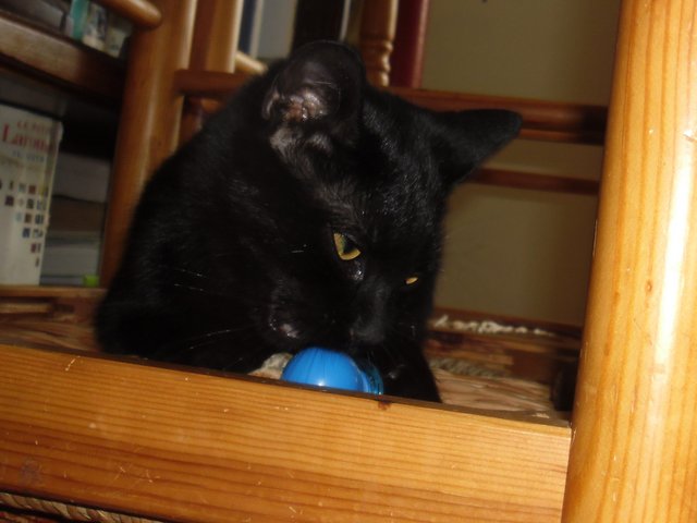 Hestia, chatonne noire, née début avril 2012 Sam_8219