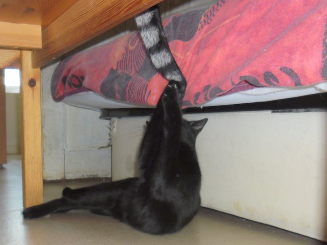 Hestia, chatonne noire, née début avril 2012 Sam_8220