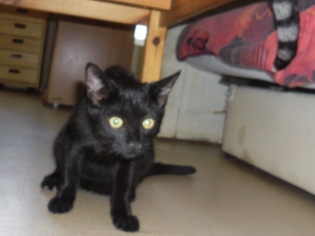 Hestia, chatonne noire, née début avril 2012 Sam_8221