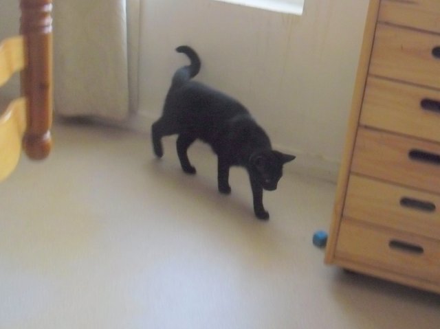 Hestia, chatonne noire, née début avril 2012 Sam_8225