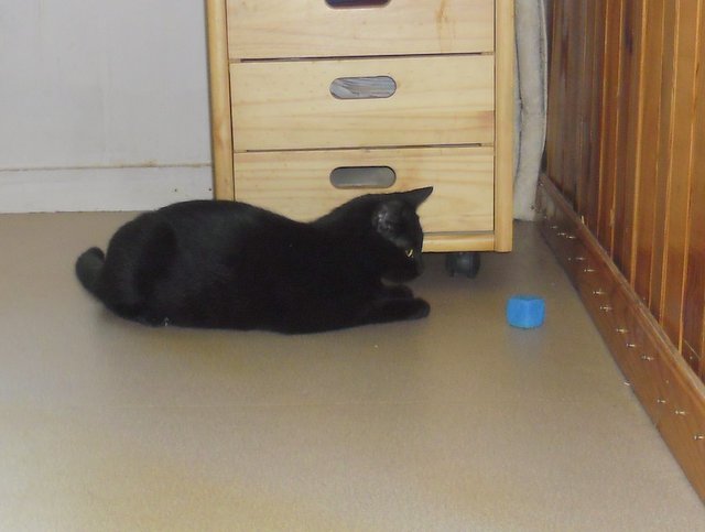 Hestia, chatonne noire, née début avril 2012 Sam_8226
