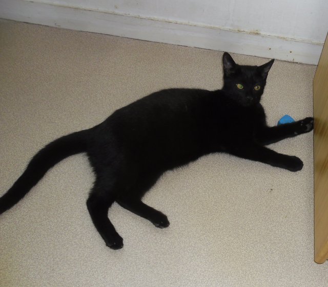 Hestia, chatonne noire, née début avril 2012 Sam_8227
