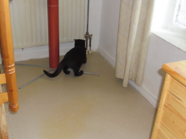 Hestia, chatonne noire, née début avril 2012 Sam_8228