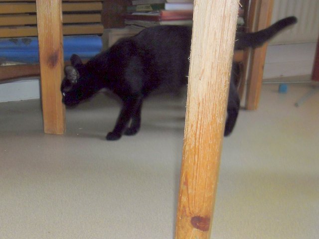 Hestia, chatonne noire, née début avril 2012 Sam_8229