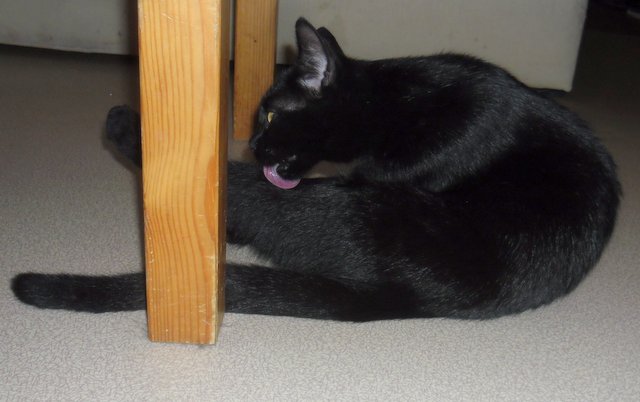 Hestia, chatonne noire, née début avril 2012 Sam_8230
