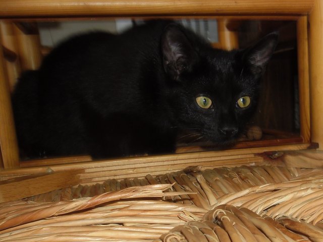 Hestia, chatonne noire, née début avril 2012 Sam_8231