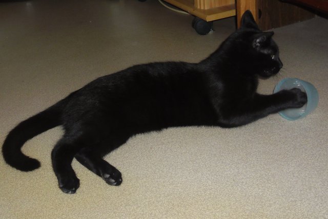 Hestia, chatonne noire, née début avril 2012 Sam_8235