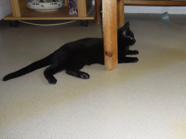 Hestia, chatonne noire, née début avril 2012 Sam_8237