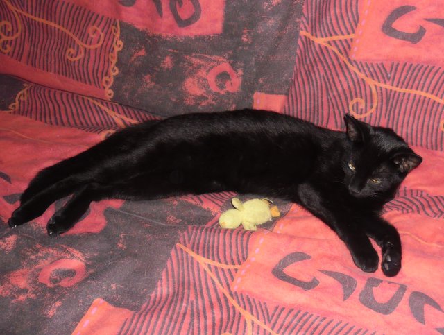 Hestia, chatonne noire, née début avril 2012 Sam_8311