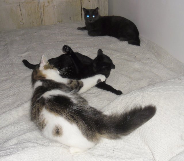 Hestia, chatonne noire, née début avril 2012 Sam_8321
