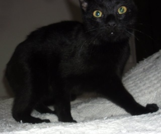 Hestia, chatonne noire, née début avril 2012 Sam_8326
