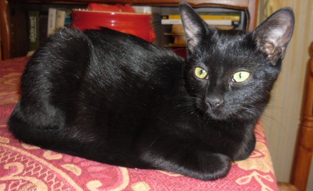 Hestia, chatonne noire, née début avril 2012 Sam_8618