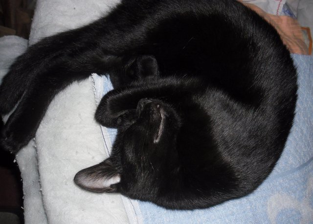 Hestia, chatonne noire, née début avril 2012 Sam_8811