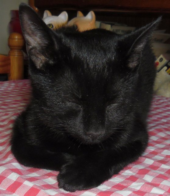 Hestia, chatonne noire, née début avril 2012 - Page 2 Sam_8812