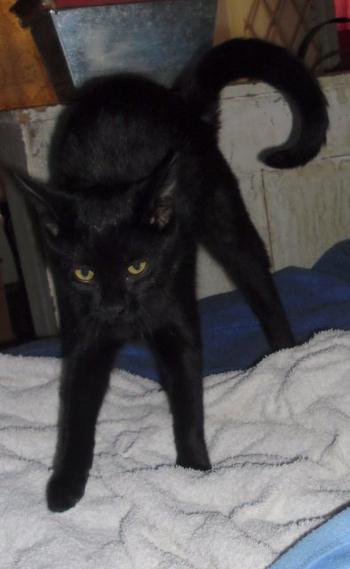 Hestia, chatonne noire, née début avril 2012 - Page 2 Sam_8915