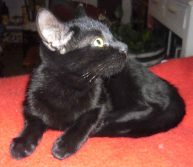 Hestia, chatonne noire, née début avril 2012 - Page 2 Sam_9014