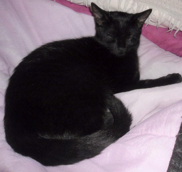 Hestia, chatonne noire, née début avril 2012 - Page 2 Sam_9016